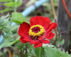 Flores