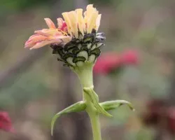 Flores