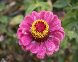 Flores