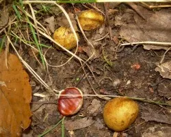 Unos cuantos