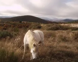 Linda