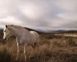 Linda