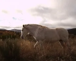 Linda