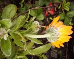 Escarcha