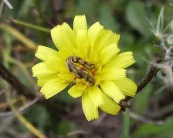 Duente de león