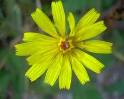 Diente de león