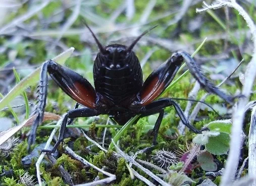 Foto