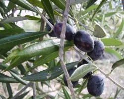 Aceitunas maduras