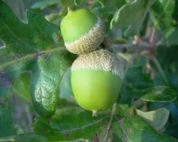 Bellotas