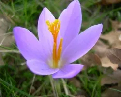 Flores silvestres