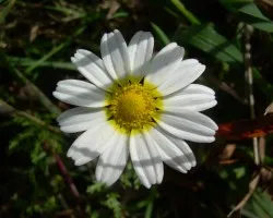 Flores silvestres