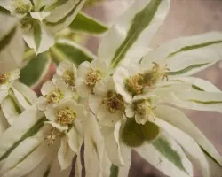 Flores silvestres