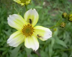 Flores silvestres