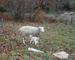 Un parto en el campo