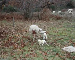 Un parto en el campo
