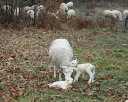 Un parto en el campo