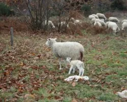 Un parto en el campo