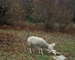 Un parto en el campo
