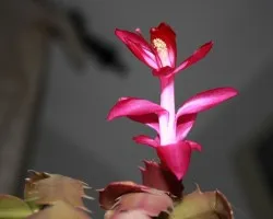 La flor de la Navidad