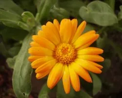 Otras flores