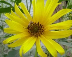 Otras flores