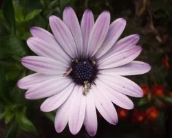 Otras flores