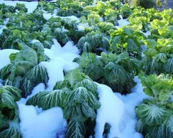 Repollos en la nieve