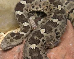 crotalus aquilus