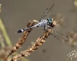 libelula