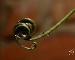Gotitas de lluvia