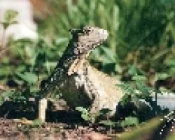 Iguana