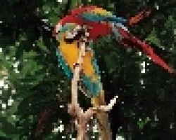Guacamayas