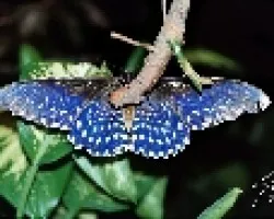 Mariposa nocturna