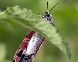 Polilla roja