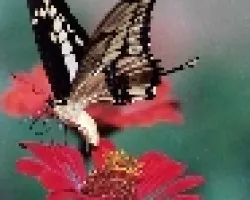 Alzar el vuelo