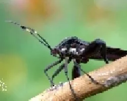 El gran abej