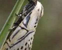 Tigrilla