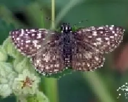 Mariposa