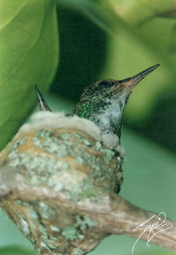 Foto