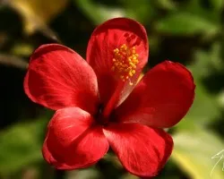 Flor de Golgota