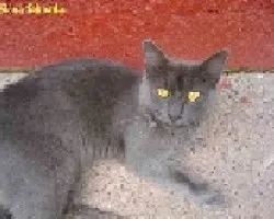 Gato 