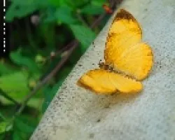 amarilla