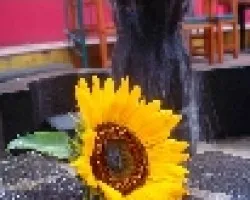 Girasol De Cumplea