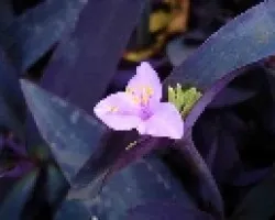 lila
