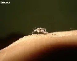 Aedes aegypti