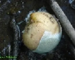 Naranja Fermentada