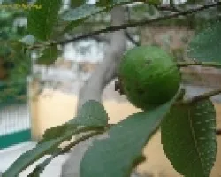 guayaba