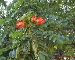 flores naranja