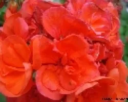 Rojas
