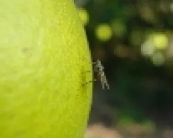 Naranja y Mosco